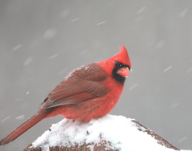Male northern cardinal in snow