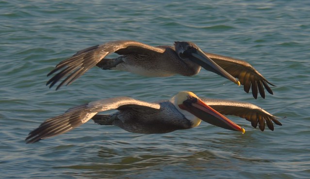 Pelicans in Unison