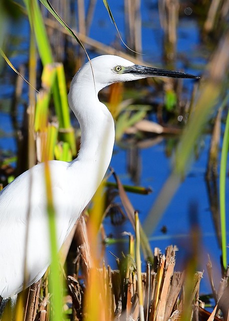 Egret in the reeds
