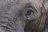 Image: Eye of the Elephant