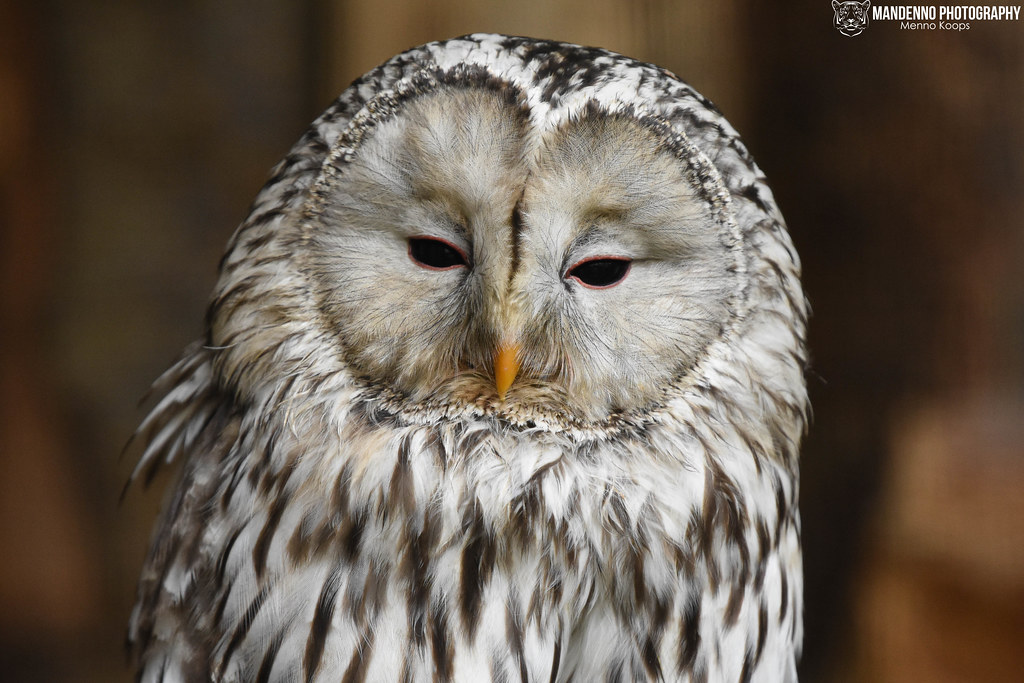 Ural owl - Zoo Veldhoven