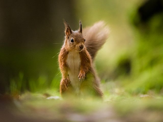 Irish Red Squirrel.
