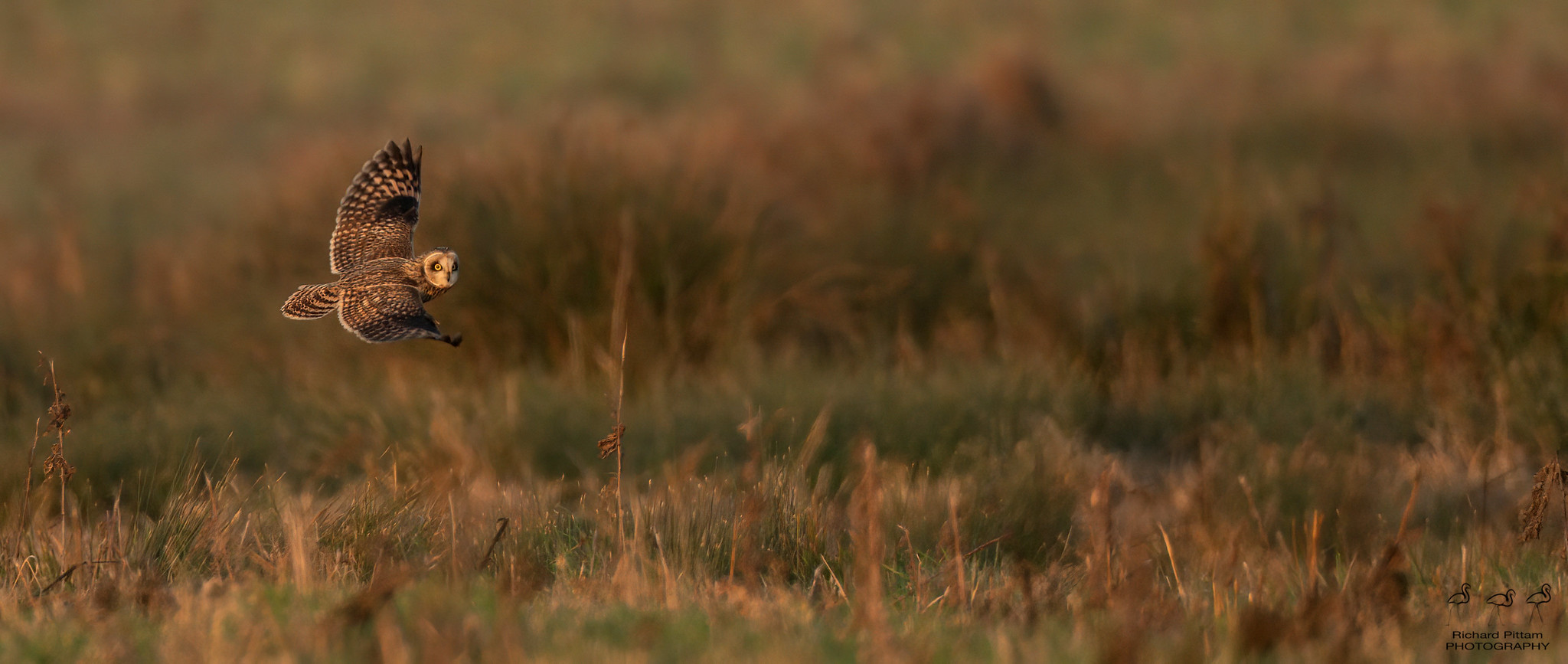 Short-eared Owl in a beautiful sunset