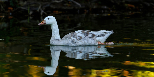 a white goose in a dark environment - une oie blanche dans un environnement sombre