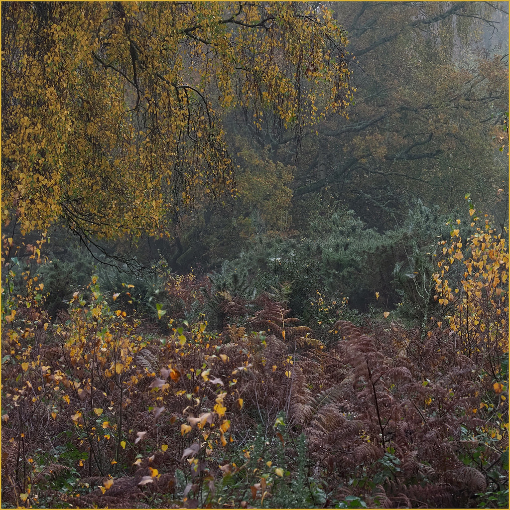 AUTUMN SCENE 22 | OLYMPUS DIGITAL CAMERA | Gary Margetts LRPS | Flickr