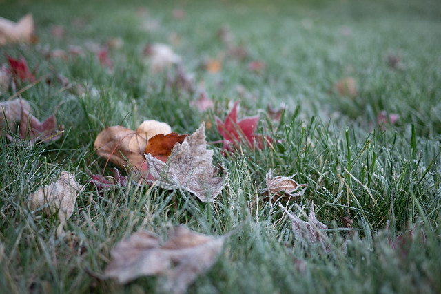 leaves on the lawn after a frost