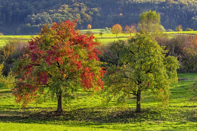 *autumn in the meadow orchards*