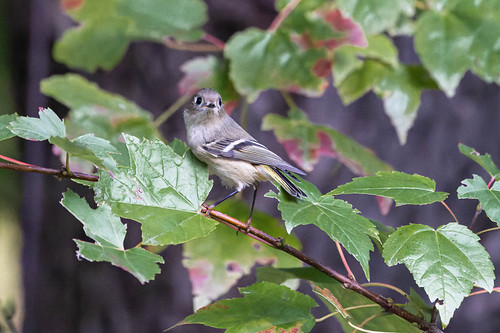 Ruby-crowned Kinglet | by Ben-ah