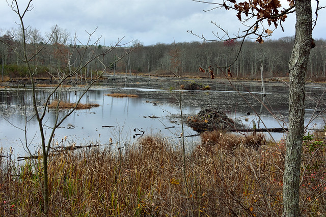 Beaver Marsh, Sessions Woods Wildlife Management Area