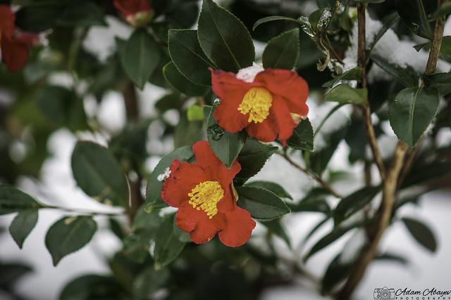 Cold Sasanqua Camelia (Camellia sasanqua)