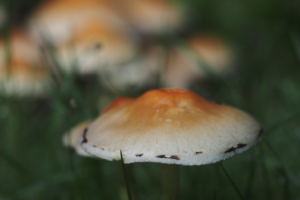 Pilze im Garten - mushrooms in the garden _ 2