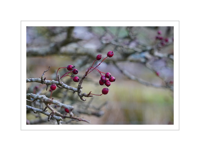 Hawthorn Berries - food for the birds