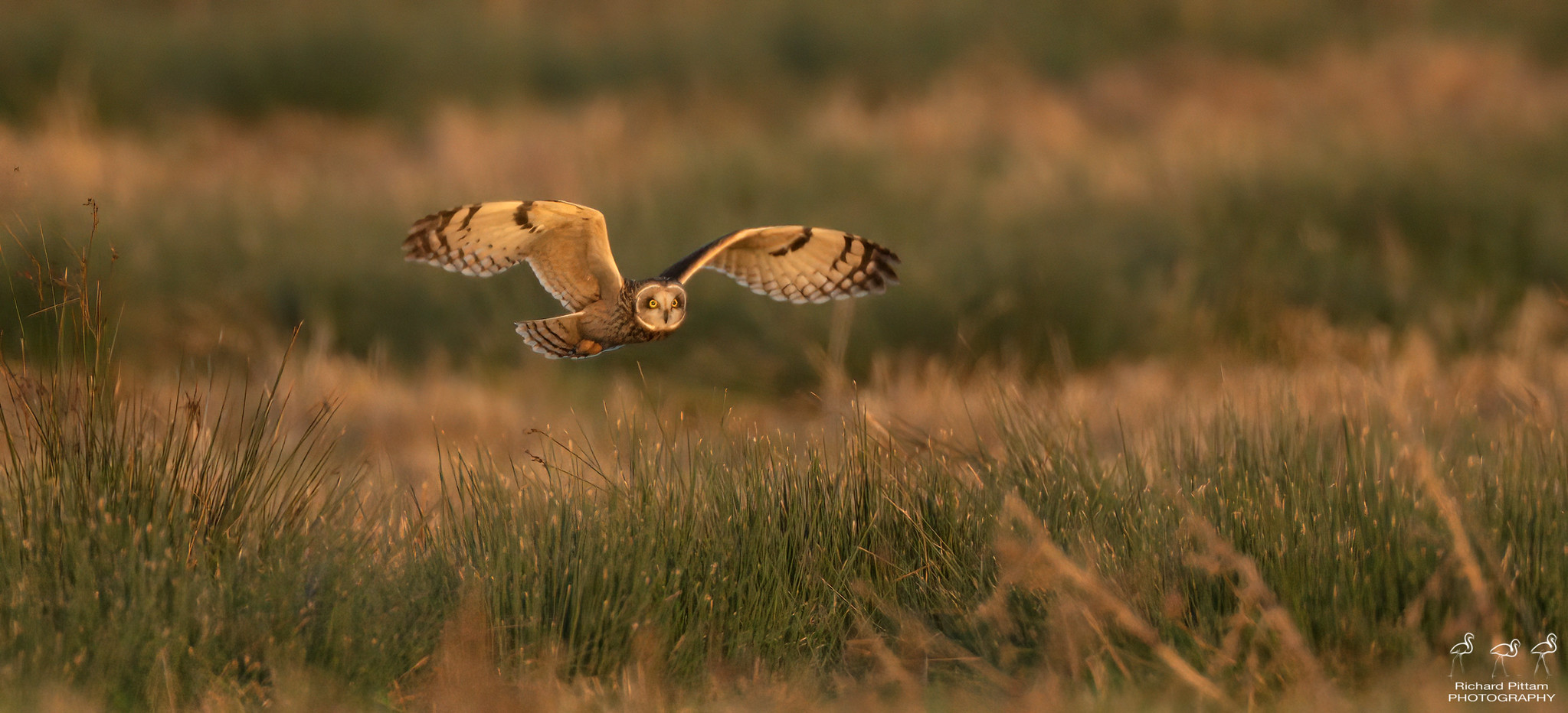 Short-eared Owl in a beautiful sunset