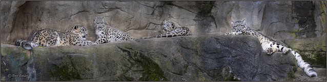 The whole Snow leopard family