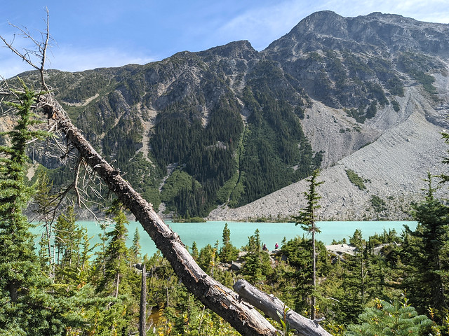 Fallen tree and lateral moraine, Upper Joffre Lake
