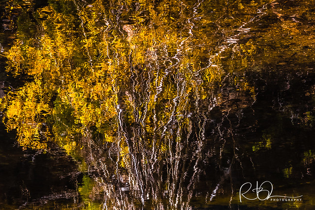 Willow Reflection