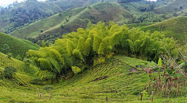 Bamboo Grove, Quindio, Colombia