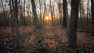 Sun Setting in the Woods