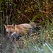 Flickr photo 'First Light Fox on the Wildlife Drive' by: Phil's 1stPix.