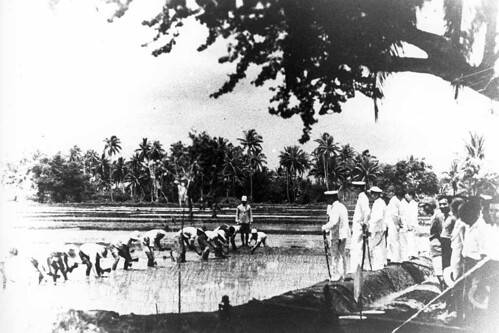 Chamorros in Asan Rice Paddies with Japanese monitoring (WAPA -043)

From Dr. Wakako: Commander in the reserve Homura Teiichi, a Minseibu (Department of Civil Administration) chief, inspects Chamorro workers planting rice shoots in Asan. Japanese Navys news photograph (1942).
