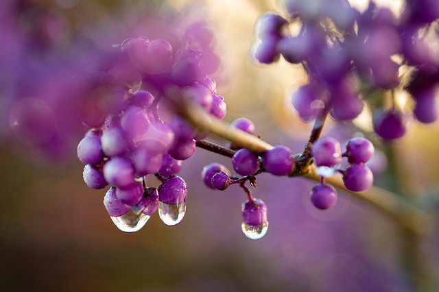 Dewdrops on the purple berries