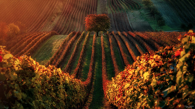 Autumn sunset in a Moravian vineyard
