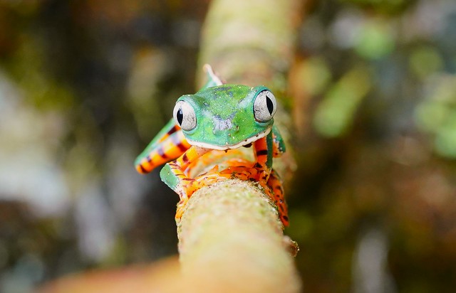 Callimedusa tomopterna / Tiger-striped Leaf Frog