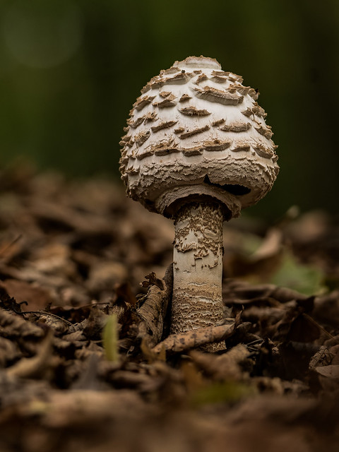 Mushroom - Macrolepiota procera