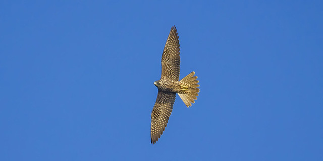 Blue sky and soaring - Peregrine falcon