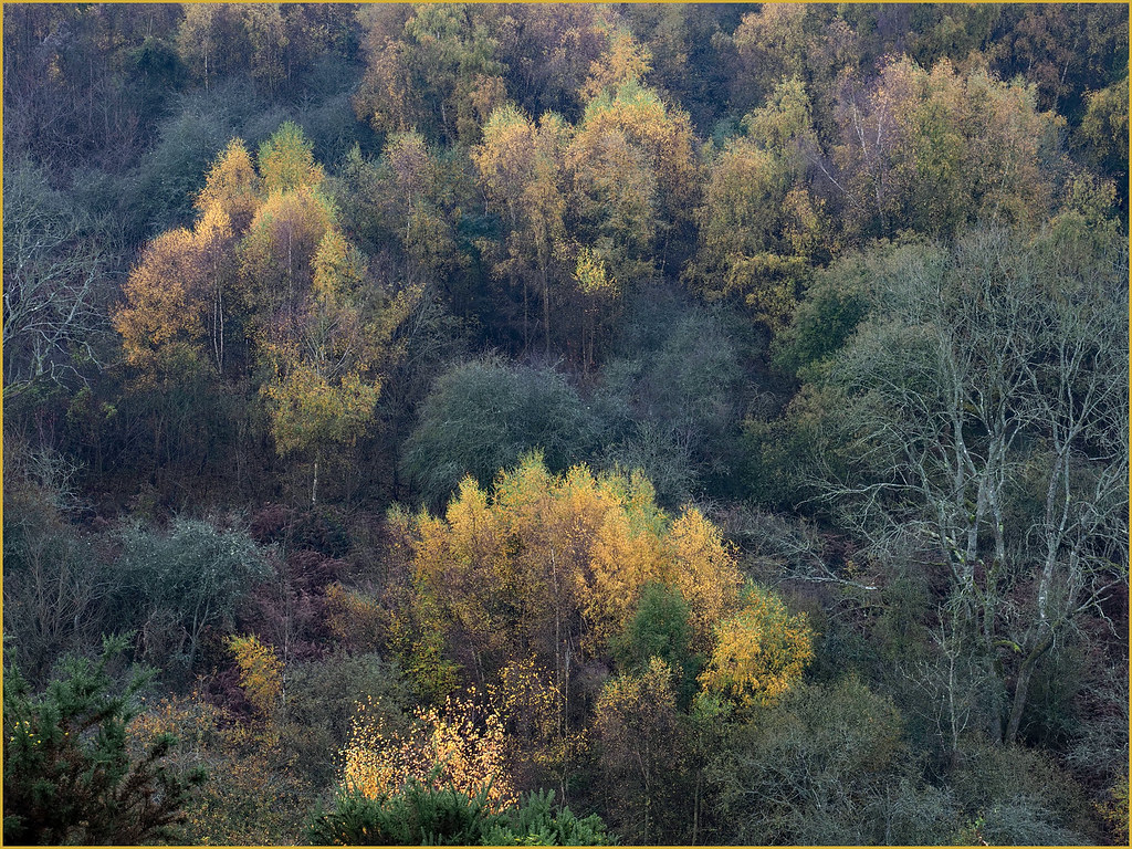 AUTUMN SCENE 36 | OLYMPUS DIGITAL CAMERA | Gary Margetts LRPS | Flickr