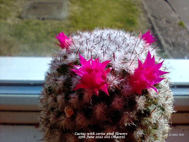 Cactus with cerise pink flowers 25th June 2022 002 (Macro)