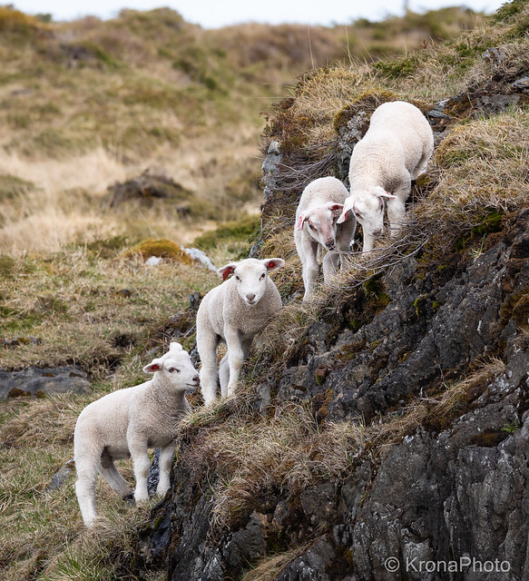 Lamb climbers, Nordland, Norway
