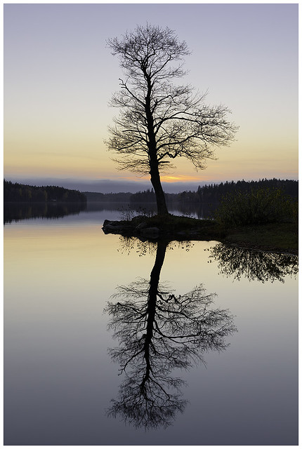 The tree and the reflection.