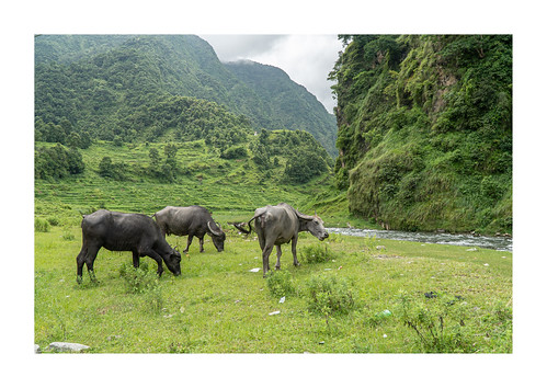 tashipalkheltibetansettlement pokhara nepal waterbuffalo cow river valley landscape