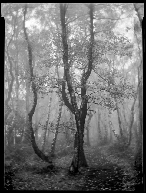 Local Woodland in Mist #3