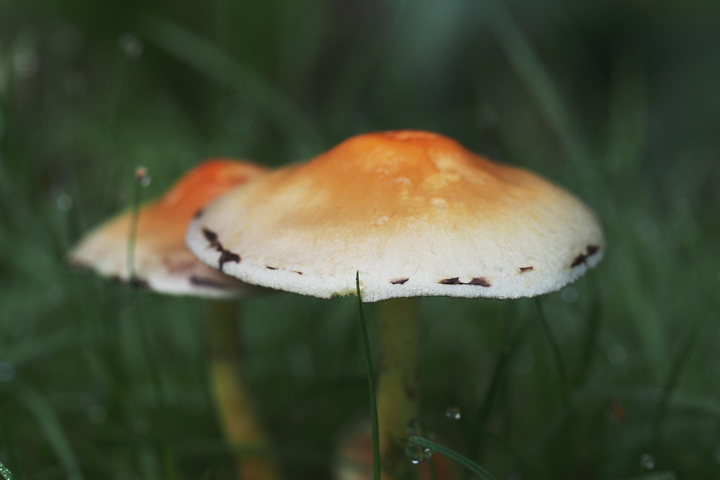 Pilze im Garten - mushrooms in the garden _3