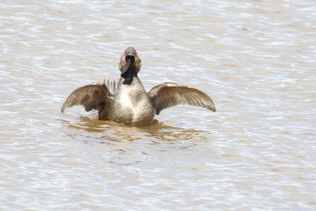Musk Duck (M), Lake Hamilton
