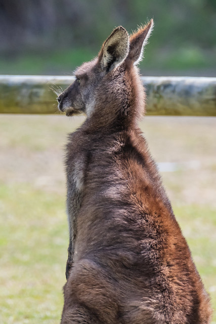 Eastern Grey Kangaoos