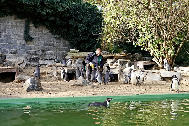 Humboldt penguin - Pinguin - Zoo Halle