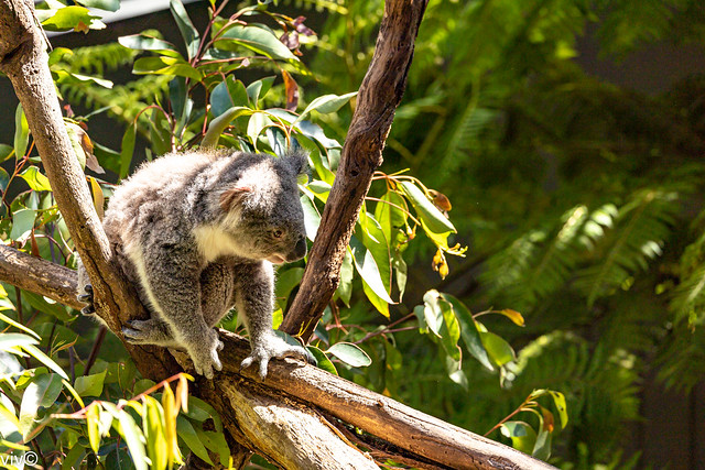 On a sunny spring morning, cute and alert but hungry adult Koala bear looks for breakfast. Koalas have few natural predators and parasites, but are threatened by various pathogens