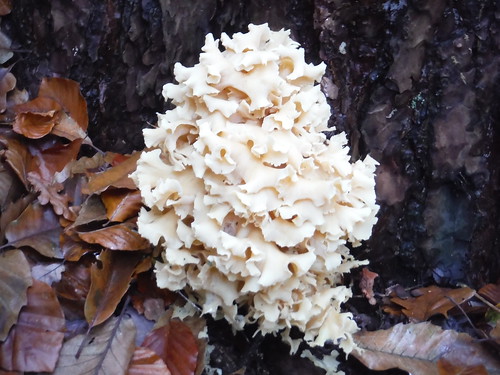 Fungus at base of tree SWC 377 - Haslemere Outer Orbital Path