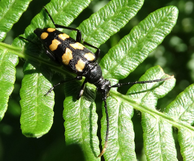 Wasp mimic longhorn beetle; Leptura quadrifasciata