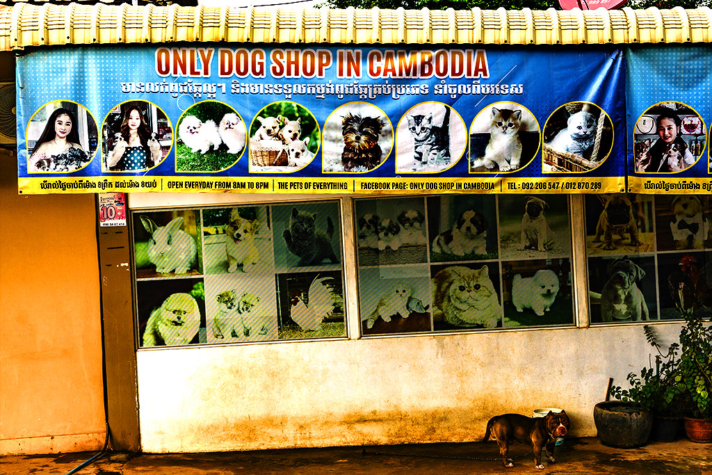 ONLY DOG SHOP IN CAMBODIA on 11-17-22--Siem Reap copy