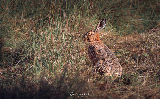 Feldhase | European hare