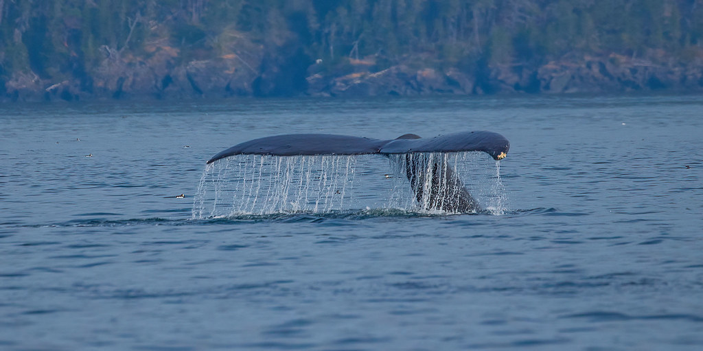 Waterfall - Humpback whale