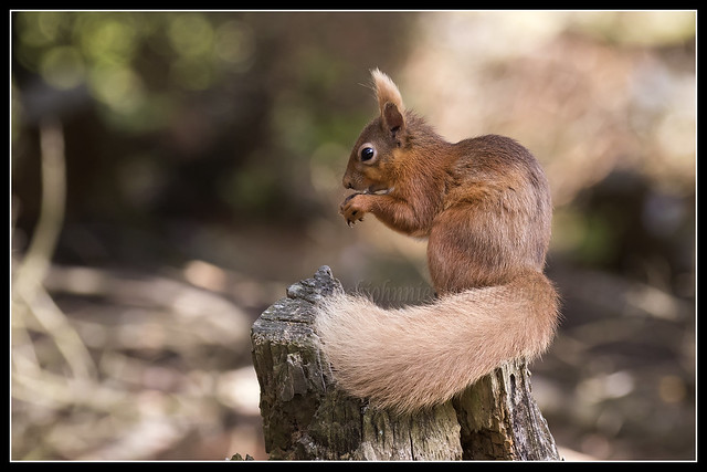 IMG_0315 Red Squirrel