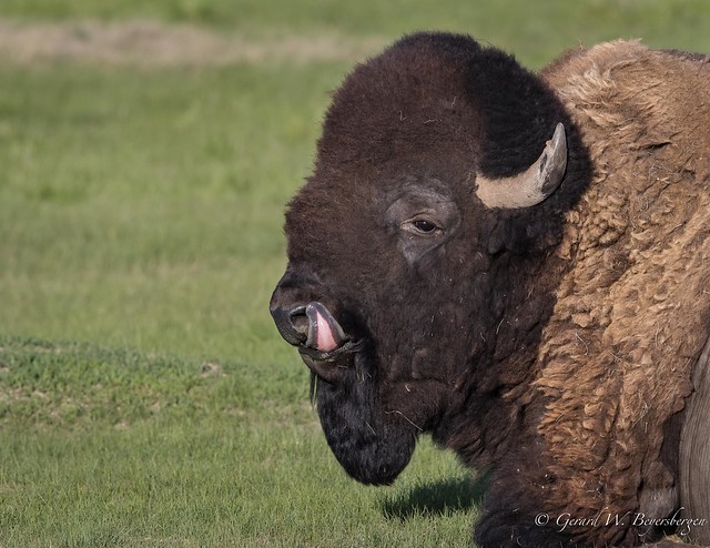 Plains Bison - Bull
