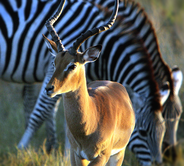 Impala ram (Aepyceros melampus) with Burchell's zebra backdrop  (Equus quagga burchellii) Explored 18/11/22