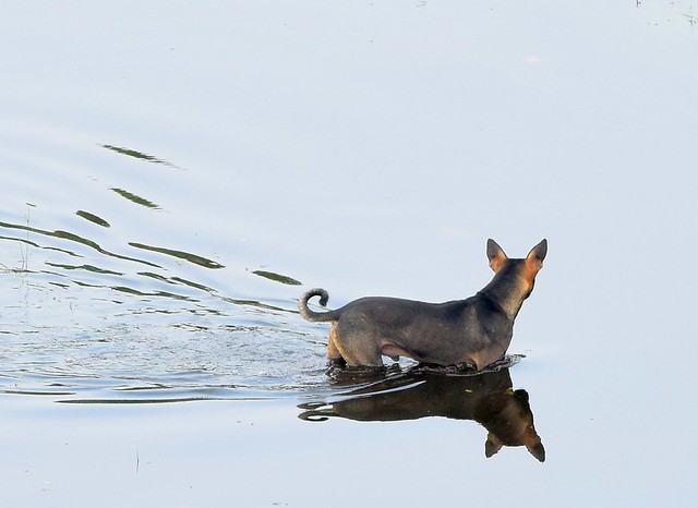 Dog wading through clear water
