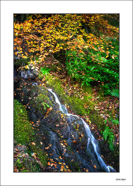 Autumn Fall - (Helios 44-2, 58mm) - 2022-11-13th